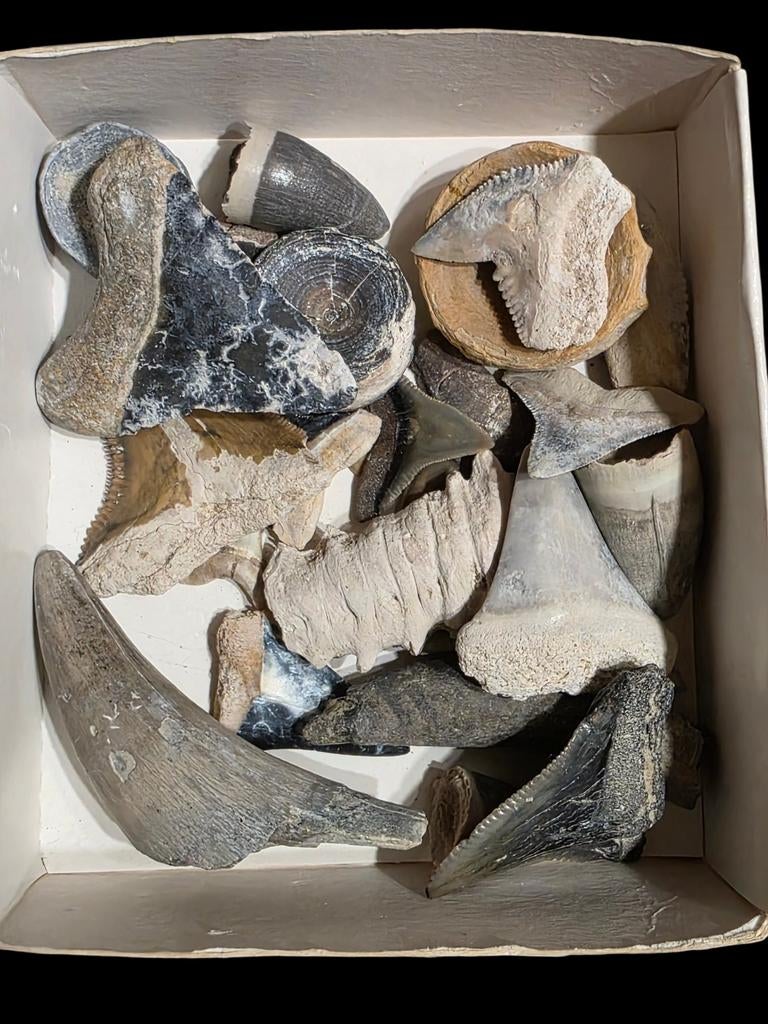 Floride, Bone Valley Specials Mystery Box Teeth., Collections, Enlèvement ou Envoi, Fossile