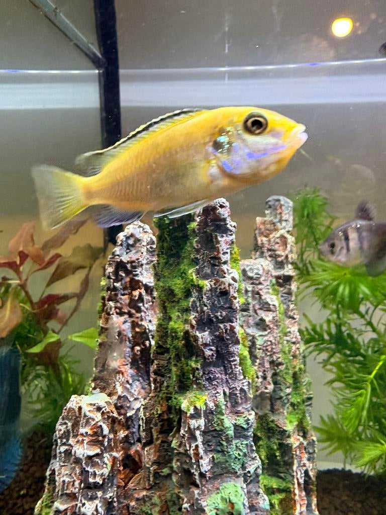 Gele Labidochromis, Dieren en Toebehoren, Vissen | Aquariumvissen, Vis, Zoetwatervis