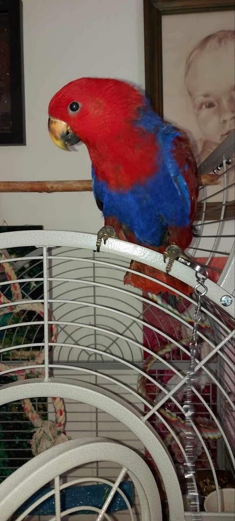 Edelpapegaai, Dieren en Toebehoren, Vogels | Parkieten en Papegaaien, Tam