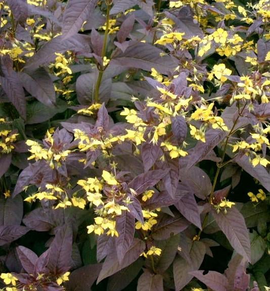 Lysimachia Fire Cracker, Ophalen