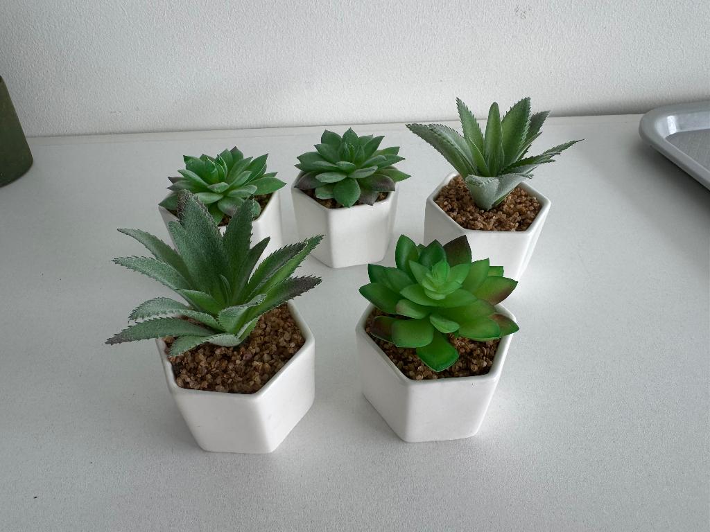 Decoratieve Vetplant in wit potje, Maison & Meubles, Plantes d'intérieur, Enlèvement, Plante succulente, En pot, Moins de 100 cm