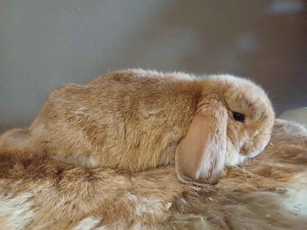 Nhd, Vrouwelijk, Dwerg, Hangoor, 0 tot 2 jaar