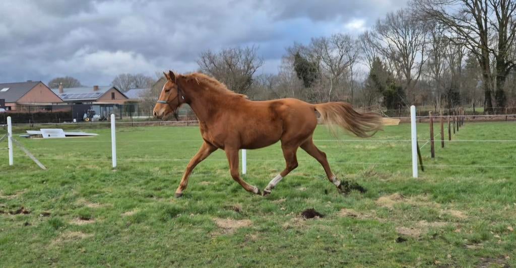 A River of Sunshine 3-jarige merrie, Dieren en Toebehoren, Paarden, Merrie, Met stamboom, Dressuurpaard, 3 tot 6 jaar