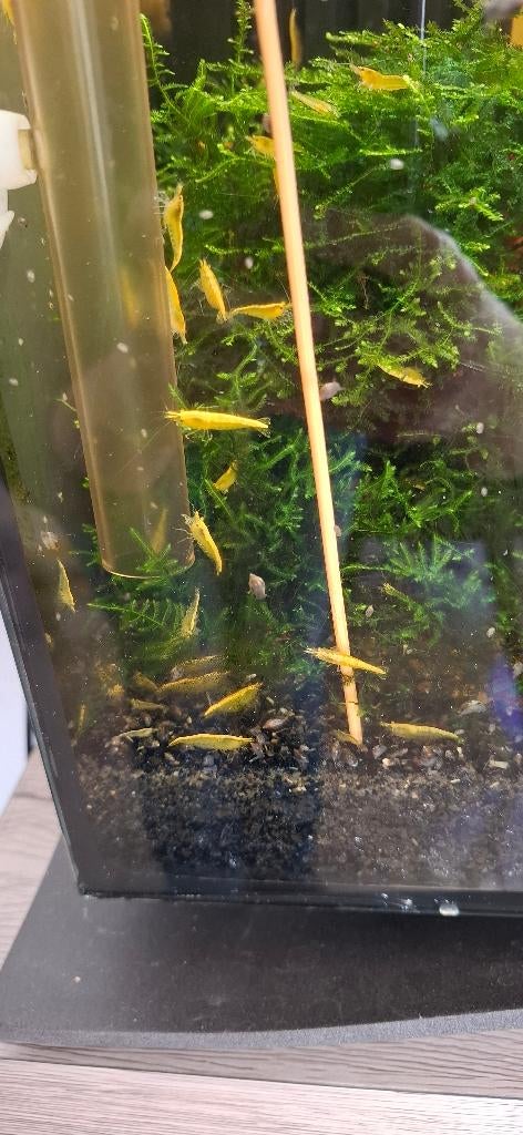 Neocaridina yellow Sakura, Homard, Crabe ou Crevette, Poisson d'eau douce