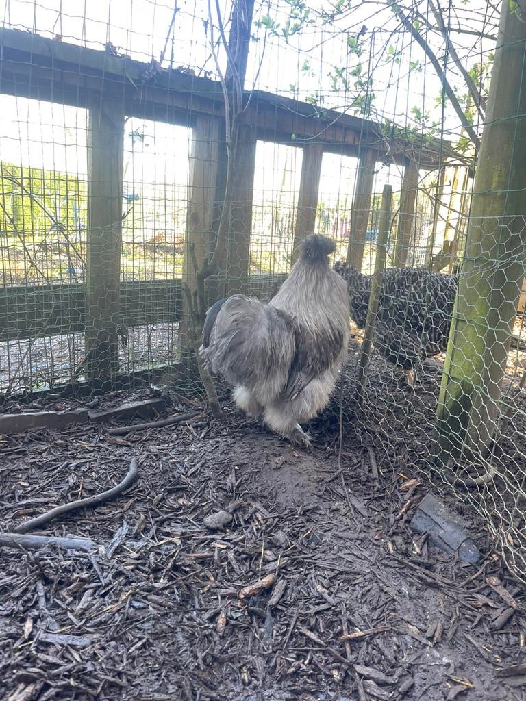 USA Zijdehoen haan, Mannelijk, Kip