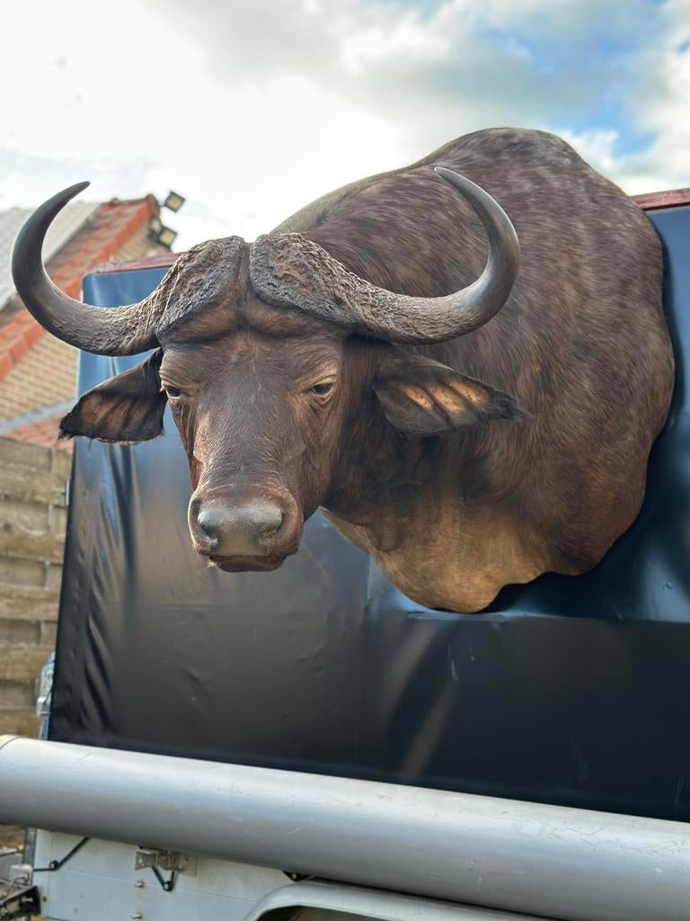 Groot taxidermie kafferbuffel in top staat, Ophalen