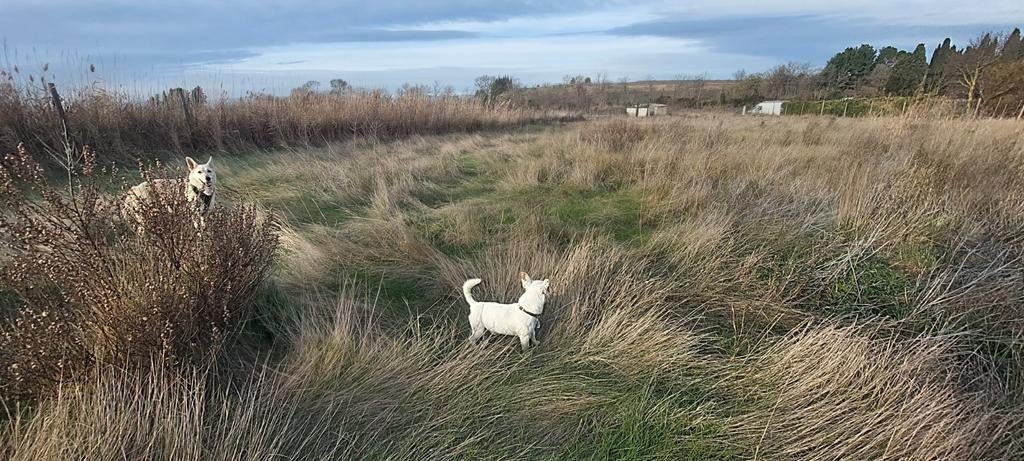 Verhuur van omheind terrein, bij uw caravan!