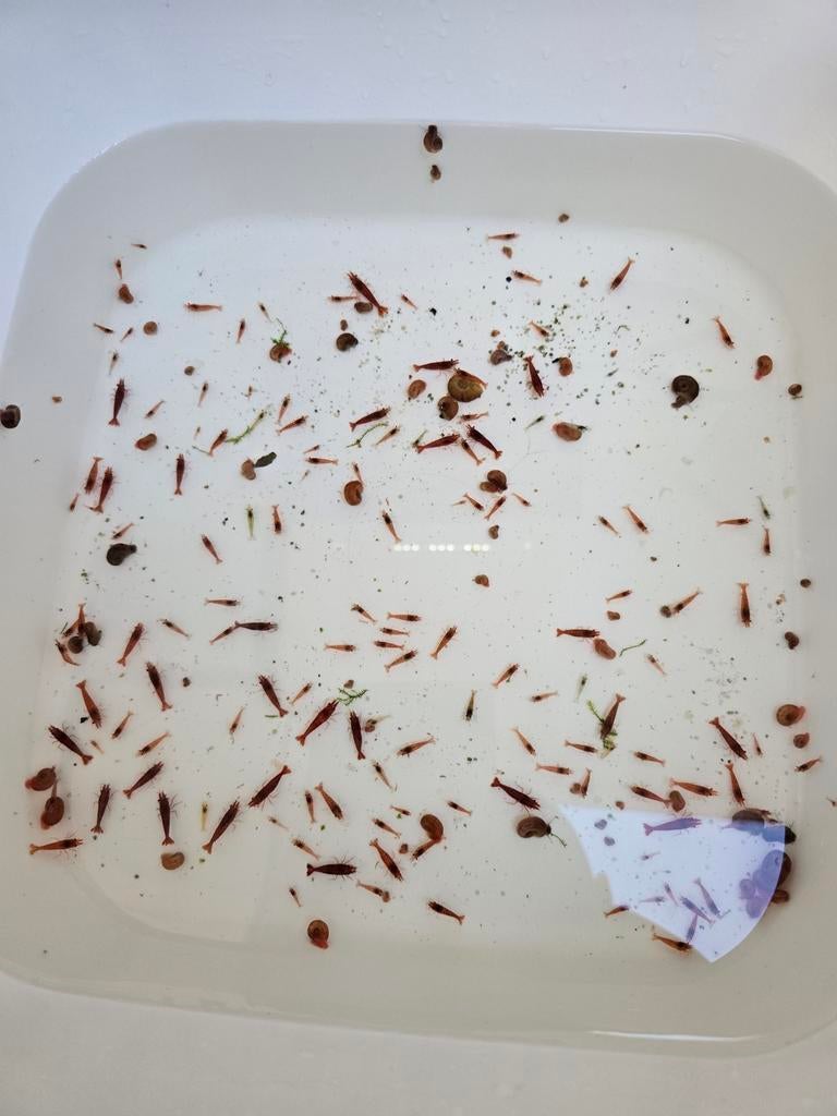 Crevettes Red Cherry, Animaux & Accessoires, Poissons | Poissons d'aquarium