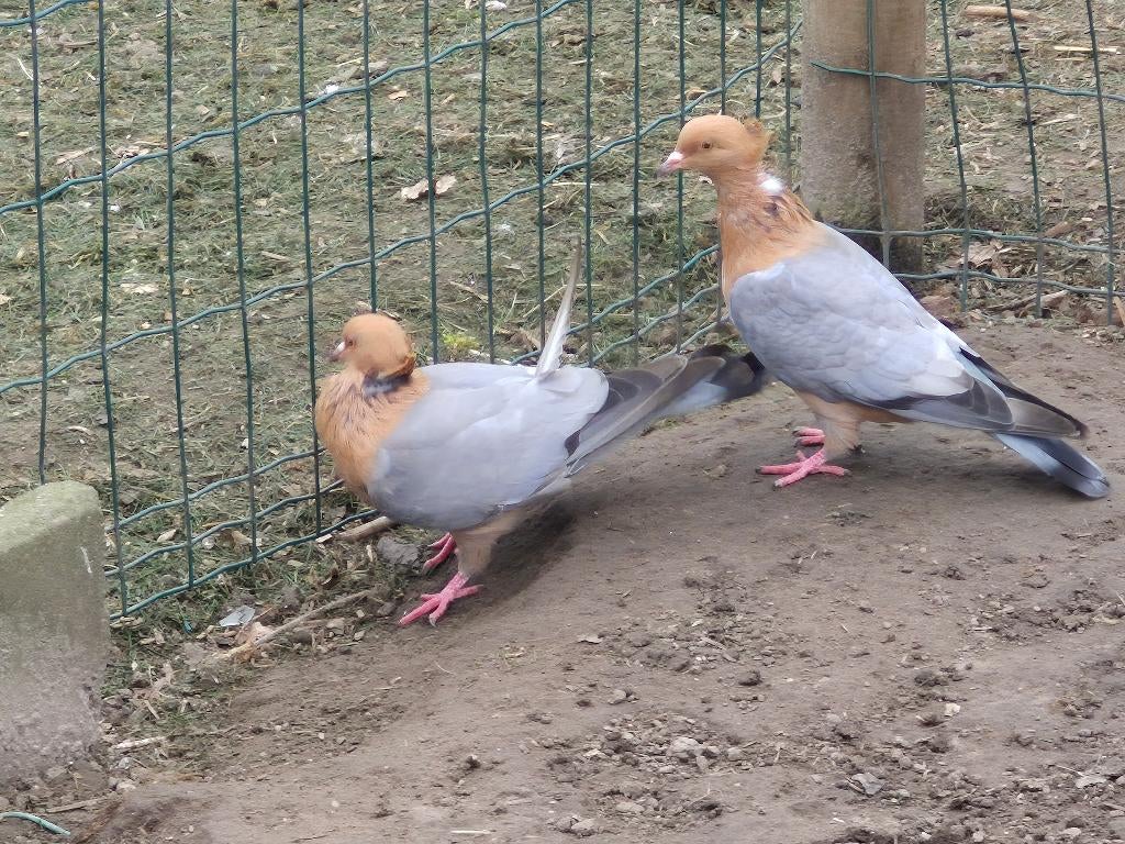 vink duiven, Meerdere dieren, Overige soorten