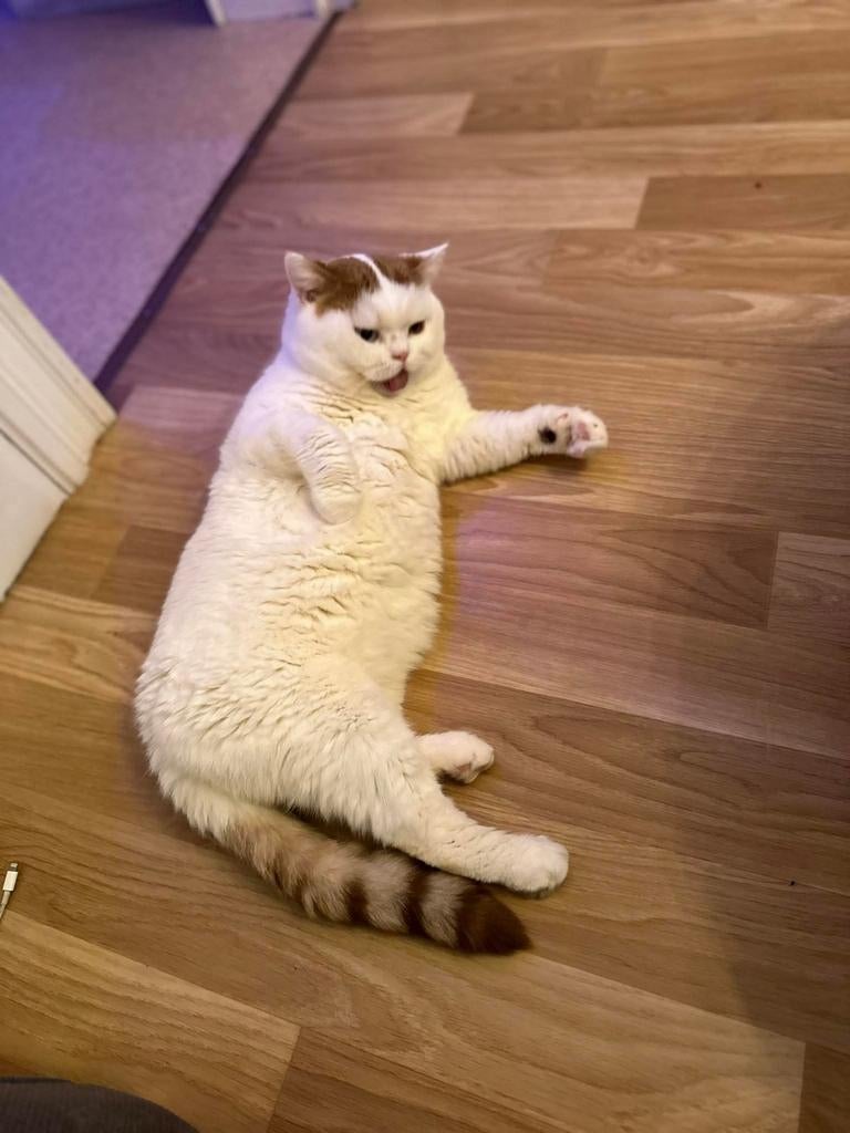 Chatons British Shorthair  Chatterie     Al Samarrai, Brux, Chat, Avec pedigree, 3 à 5 ans