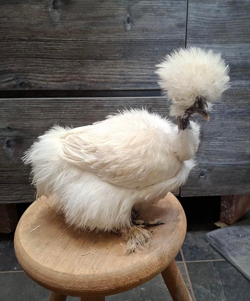 USA zijdehoender hennen, ingeënt