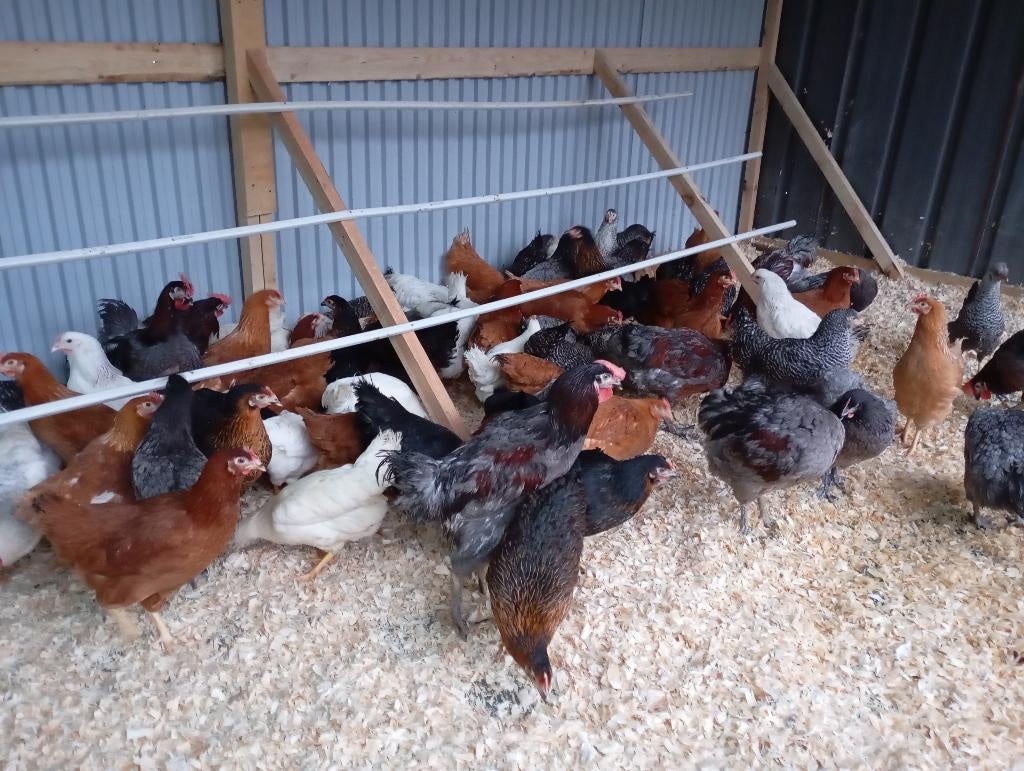 jonge legkippen, Dieren en Toebehoren, Pluimvee, Kip, Meerdere dieren