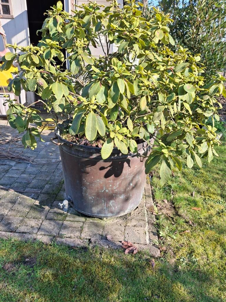 Koperen ketel., Enlèvement