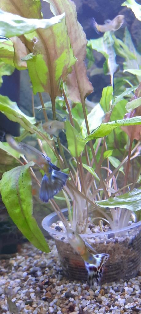 Guppy's, coraal platy's, cryptocoryn, anubias, Vis, Zoetwatervis, Schoolvis