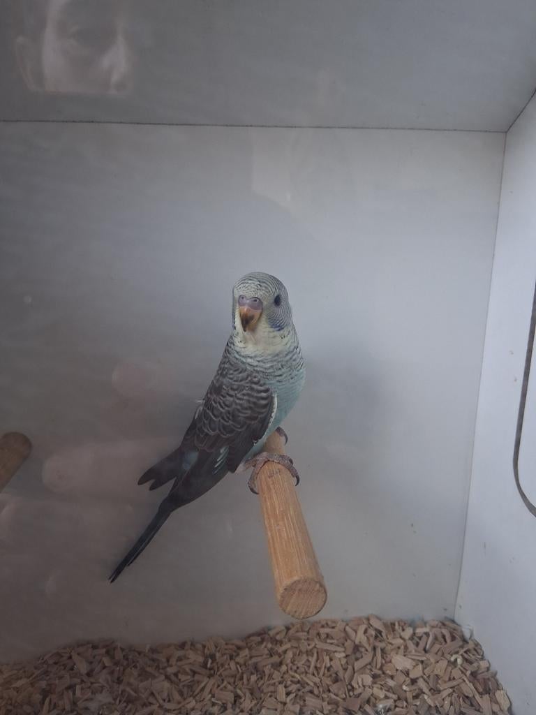 Prachtige jonge Blackwing split Blackface man, Animaux & Accessoires, Mâle, Perruche, Bagué