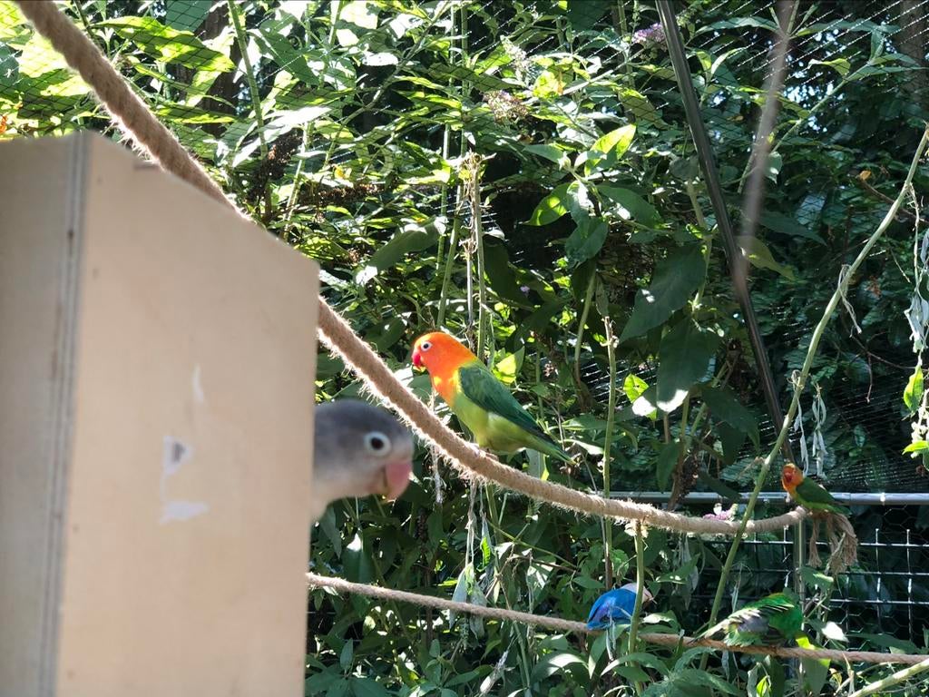 Oiseau inséparable, Animaux & Accessoires, Enlèvement, Neuf, Autres types