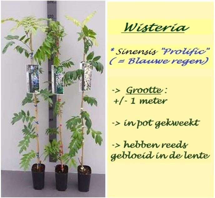 BLAUWE REGEN (GLYCINE) , IN DE LENTE REEDS BLOEMEN, 16€/Stuk, Tuin en Terras, Planten | Tuinplanten, Volle zon, Vaste plant, Ophalen of Verzenden