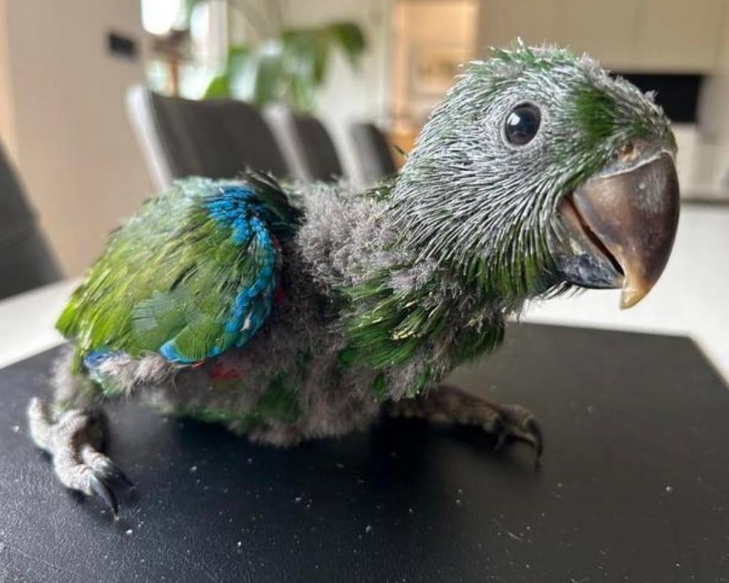 Super tamme edelpapegaaitjes, Dieren en Toebehoren, Vogels | Parkieten en Papegaaien, Papegaai, Pratend