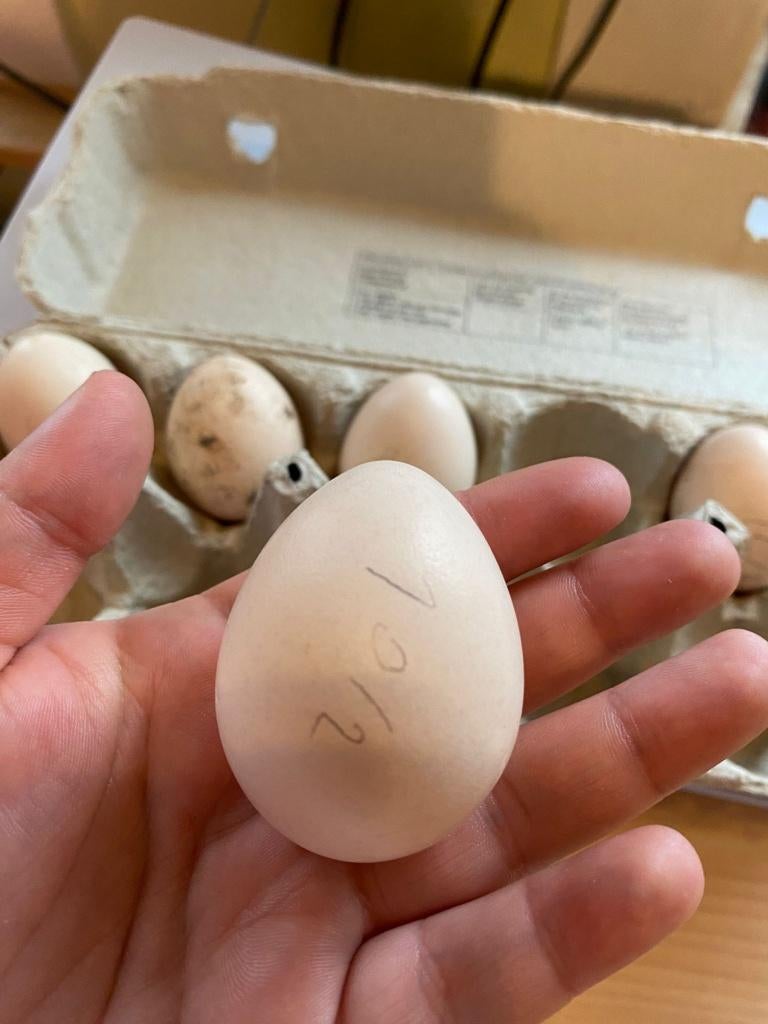 zijdehoen kriel (WIT) broedeieren, Sexe inconnu, Poule ou poulet