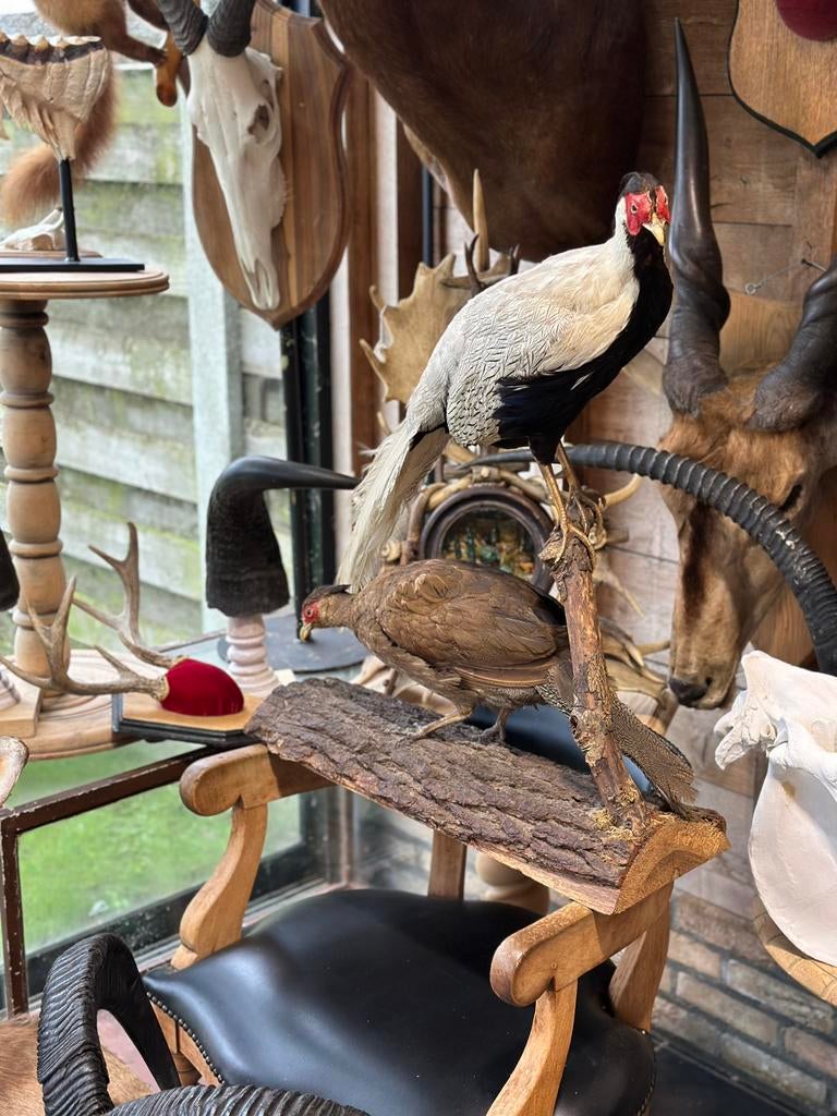 Taxidermie fazant koppel, Enlèvement