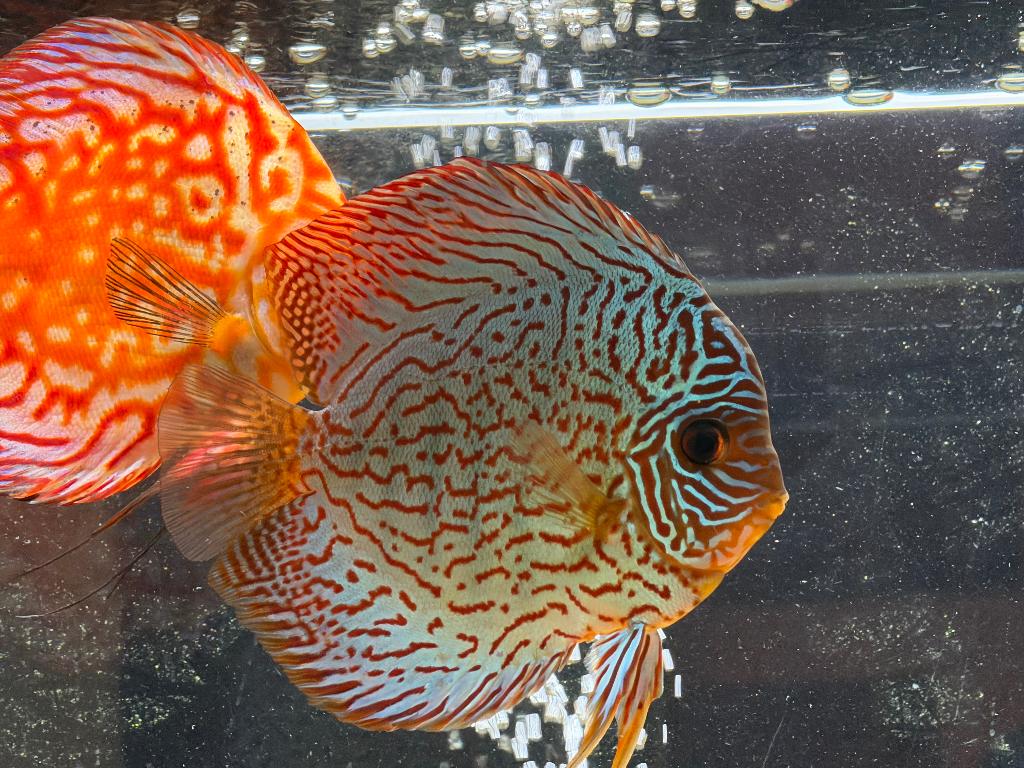 Juwel Rio 180 aquarium + vissen ( 550€ )onderhandelbaar, Dieren en Toebehoren, Vis, Zoetwatervis, Schoolvis