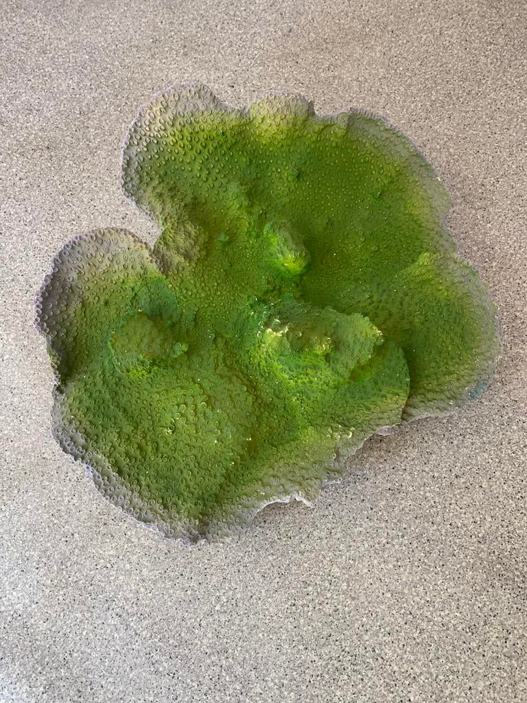 Décoration pour aquarium, Enlèvement