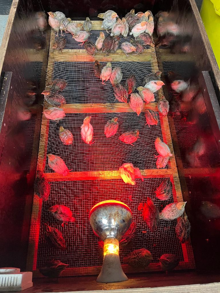 Opfokkast kuikens, Dieren en Toebehoren, Ophalen