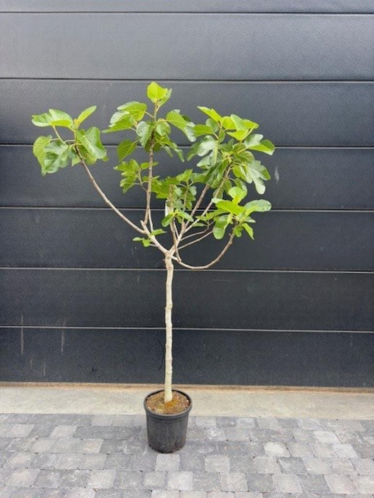 Vijgenboom - ficus carica Dauphiné 170cm hoog, Ophalen, Volle zon, In pot, Vijgenboom