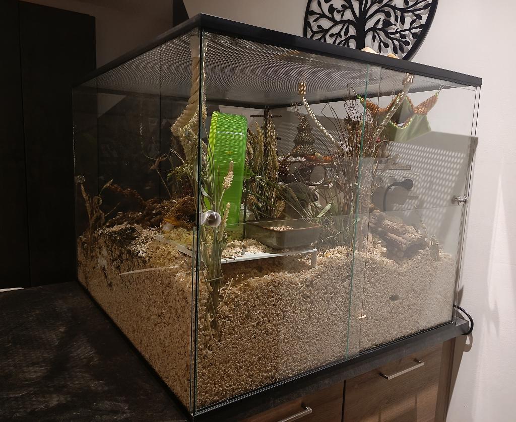 Maatwerk muizen terrarium 100x93x76, Animaux & Accessoires, Rongeurs & Lapins | Cages & Clapiers, Neuf, Niche, 60 à 90 cm, 75 à 110 cm