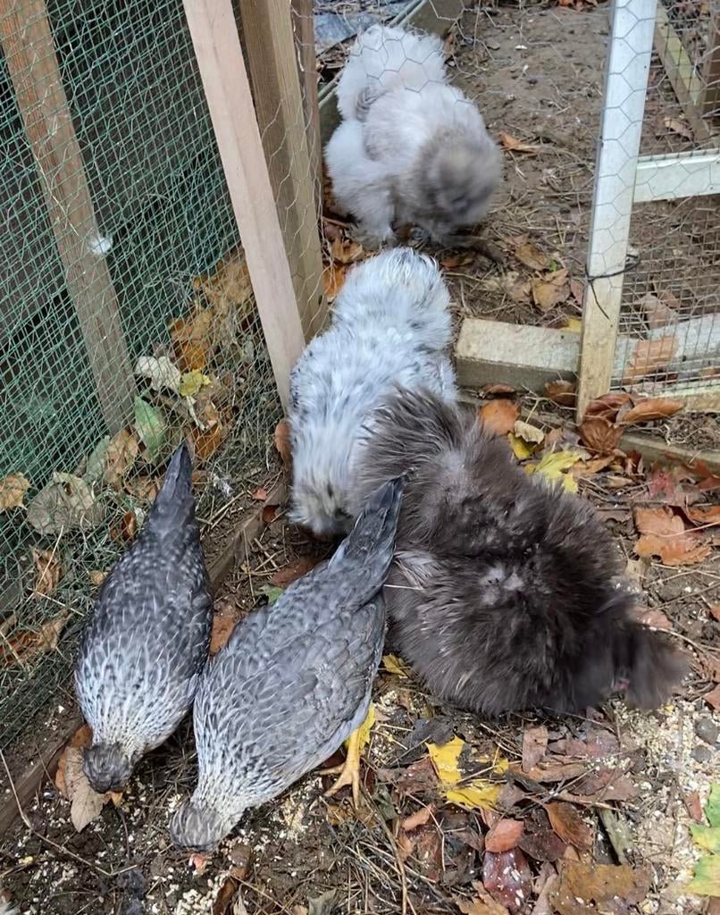 Broedeieren zijdehoen (gemengde toom), Dieren en Toebehoren