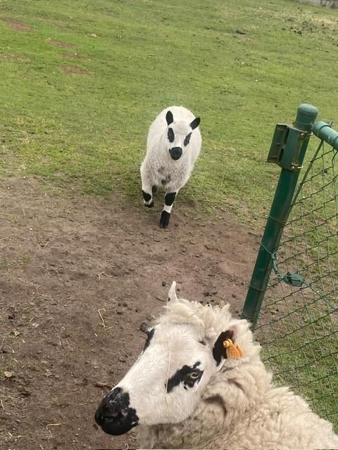 schaap  vrouwelijk     GEVRAAGD, Dieren en Toebehoren, Schapen, Geiten en Varkens, Vrouwelijk, Schaap, 0 tot 2 jaar