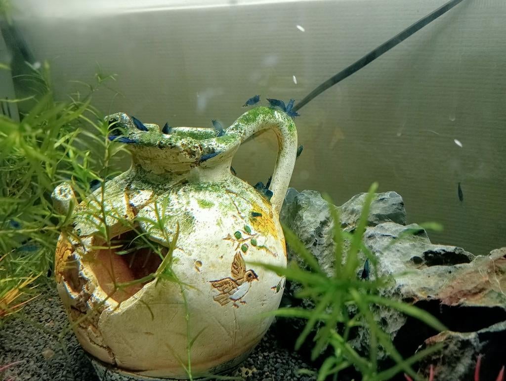 Blue dream shrimp / garnaal, Homard, Crabe ou Crevette, Poisson d'eau douce