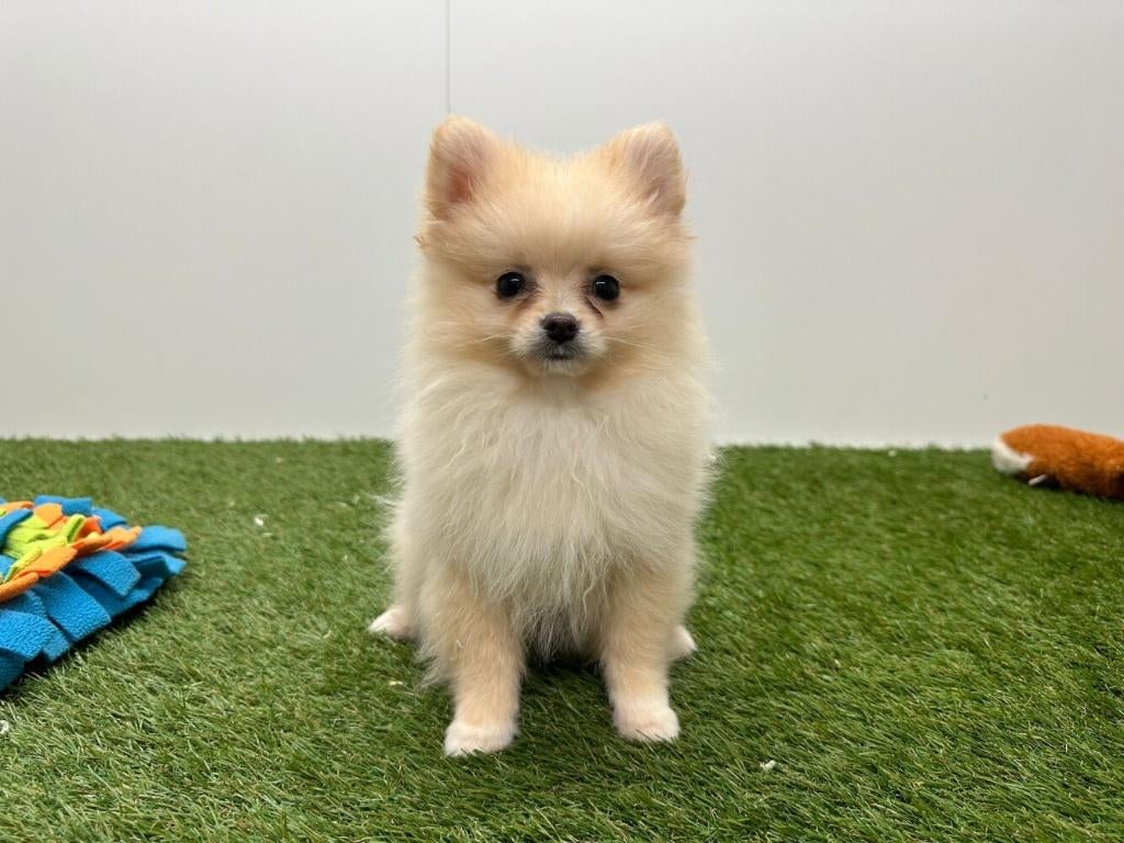 Dwergkeeshond pups, België, Keeshond, 8 tot 15 weken, Parvo