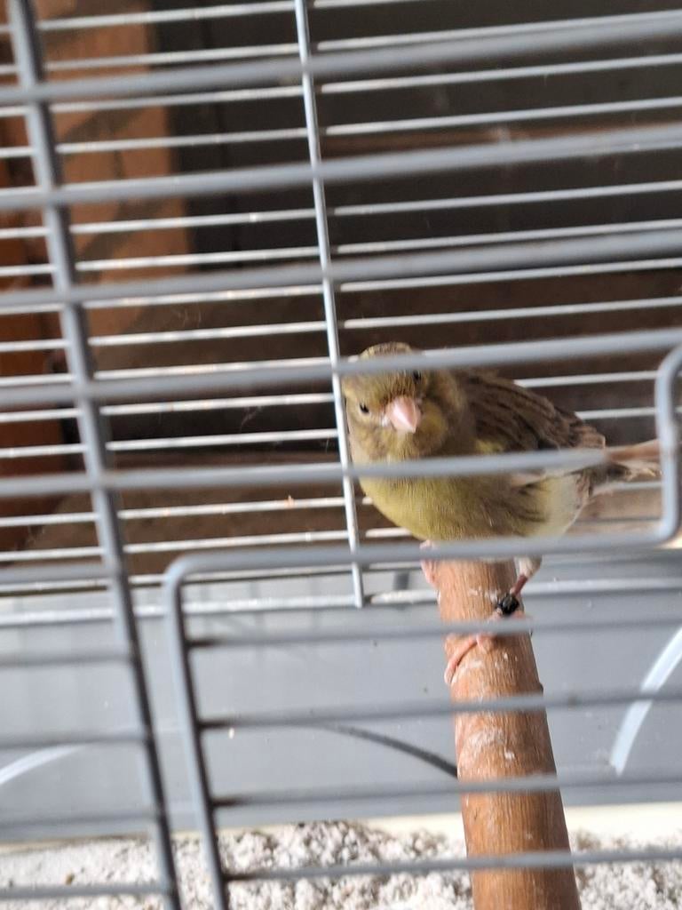 Homme canarien, Animaux & Accessoires