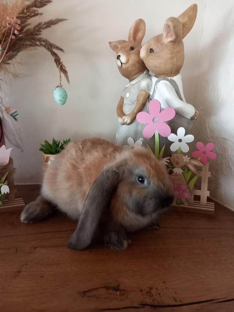 Franse hangoor voedster, Femelle, Oreilles tombantes