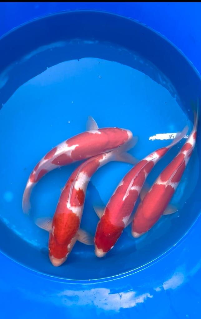 Nisai Kohaku 33-40cm, Dieren en Toebehoren, Vissen | Vijvervissen, Karper of Koi