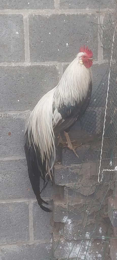 Onagadori  50€ koppel, Dieren en Toebehoren, Pluimvee, Meerdere dieren, Kip