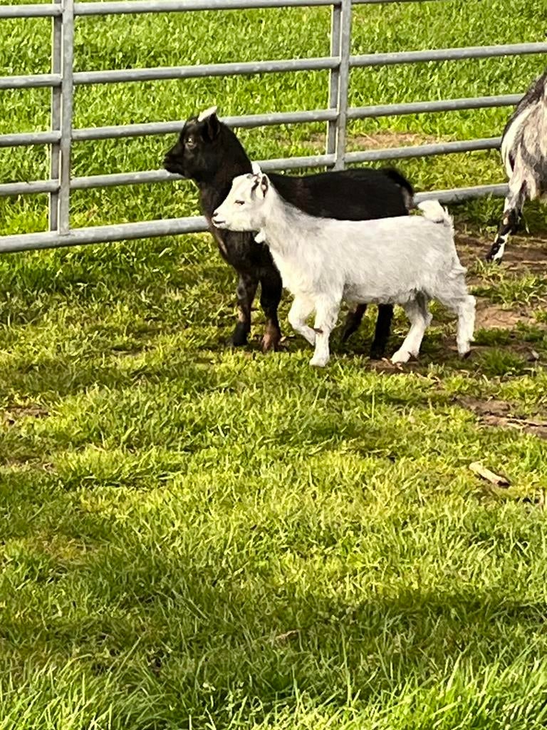 Dwerggeitjes, Dieren en Toebehoren, Schapen, Geiten en Varkens, Mannelijk, Geit, 0 tot 2 jaar