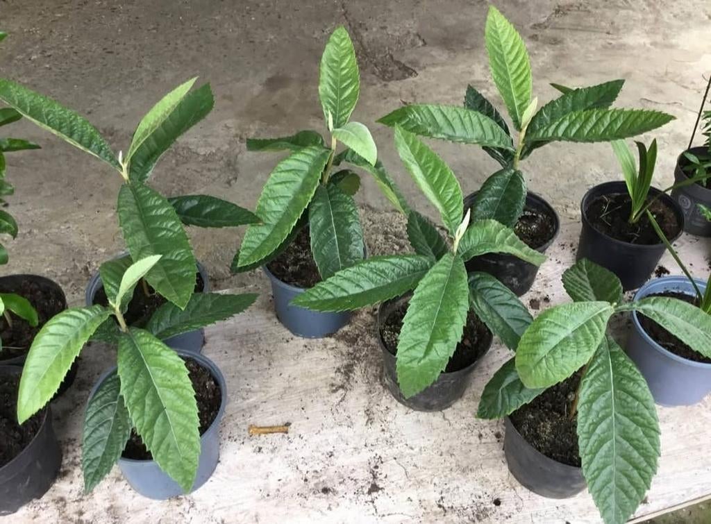 Loquat bompjes/Japanse mispel bompjes (Winterhard), Ophalen