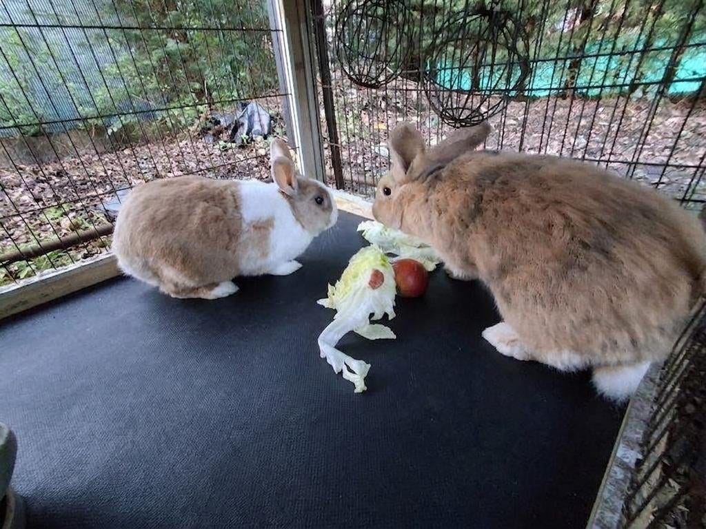 Konijn, Dieren en Toebehoren