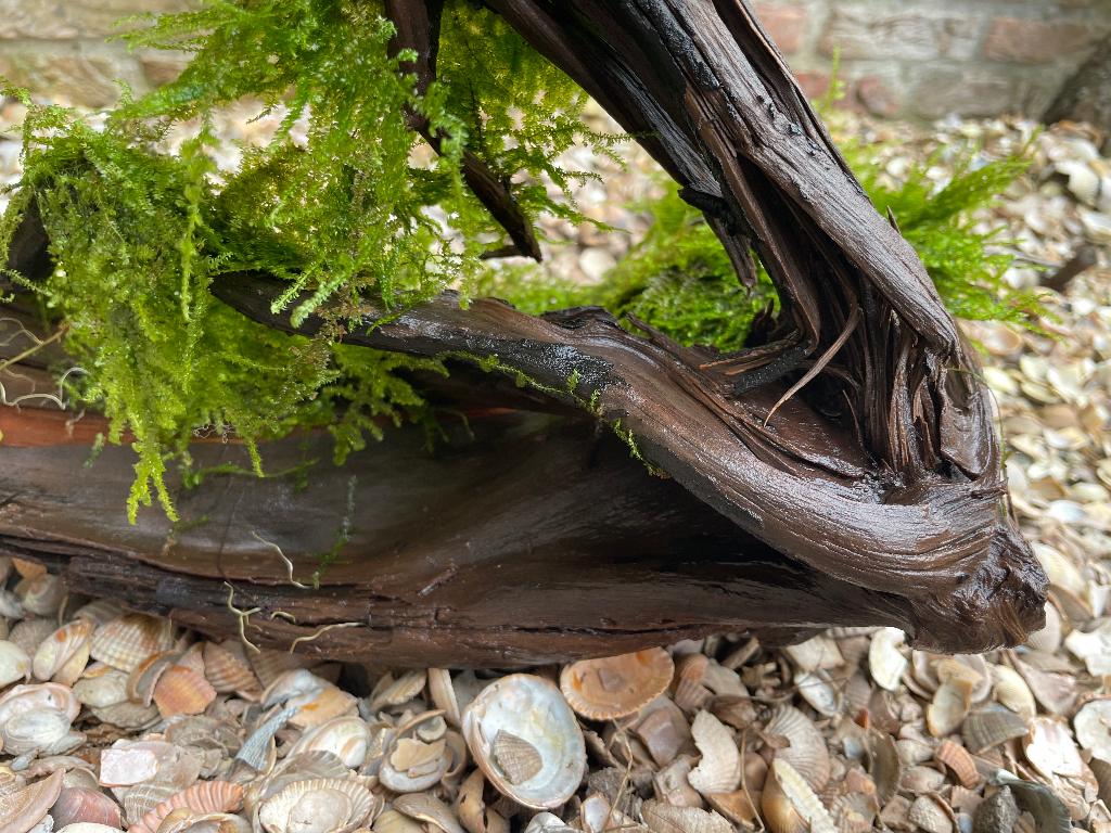 Stuk kienhout begroeid met Javamos aquariumhout, Dieren en Toebehoren, Ophalen, Gebruikt, Plant(en), Steen of Hout