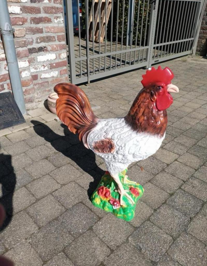 Haan, Dieren en Toebehoren, Pluimvee