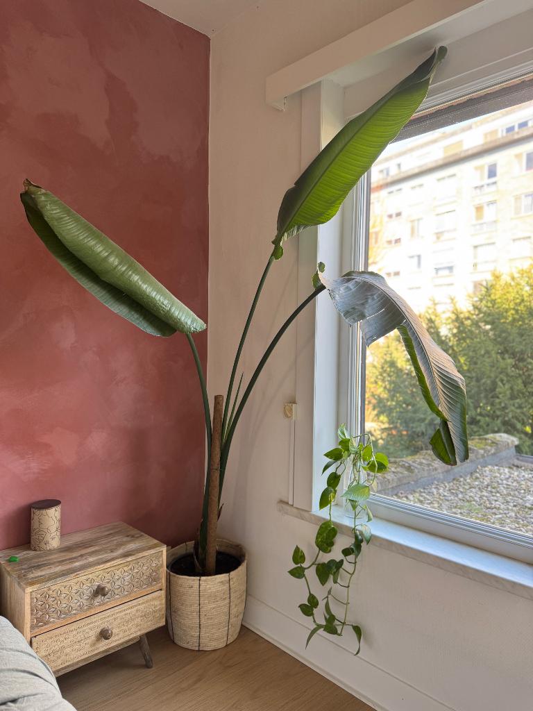 Paradijsvogel plant te koop, Volle zon, Vaste plant, Lente, Ophalen