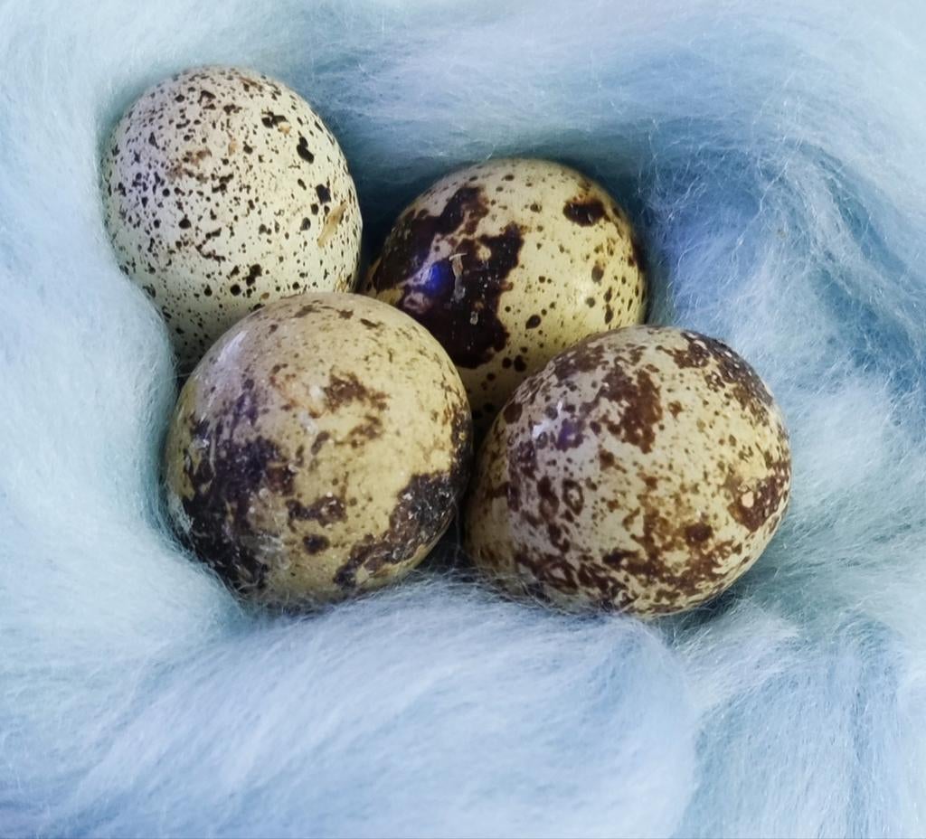 Œufs de caille et œufs à incuber