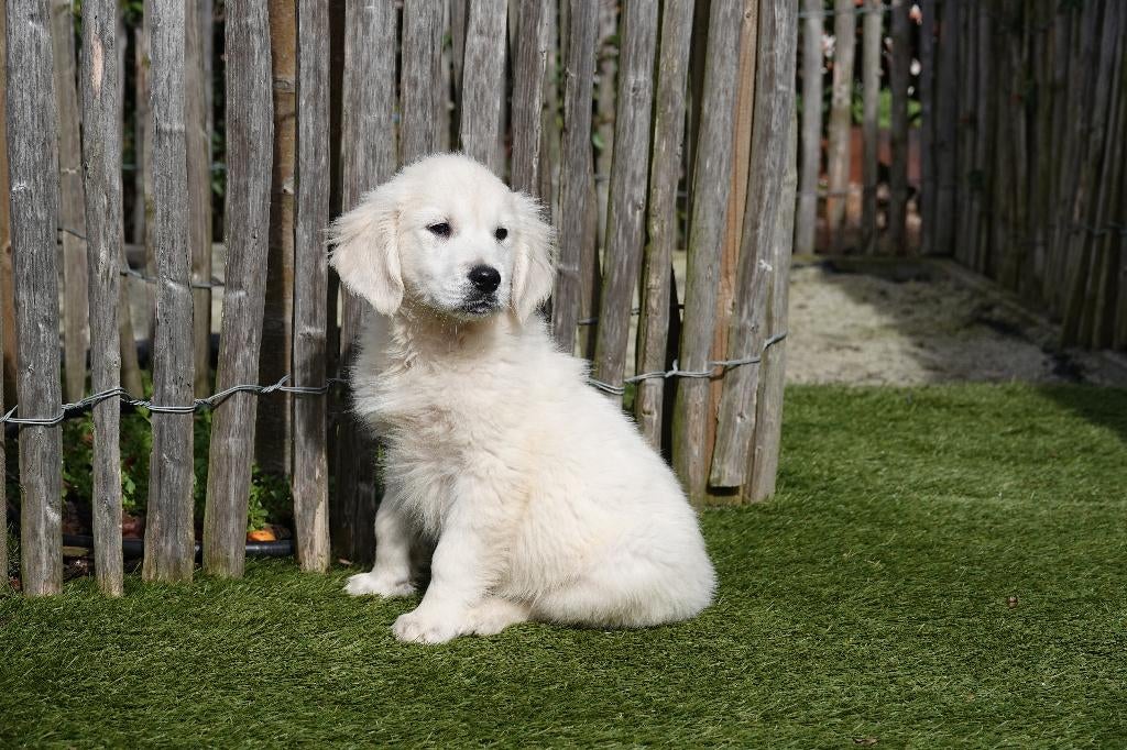 Magnifiques chiots Golden Retriever avec pedigree, Golden retriever, Plusieurs, Hépatite contagieuse (maladie de Rubarth), Belgique