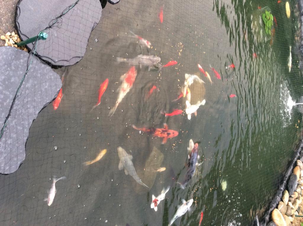 Vijver, Tuin en Terras, Vijvers, Ophalen