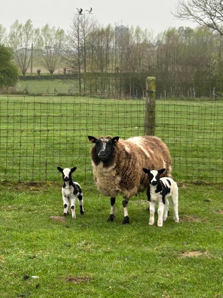 Baggerbonte ooi met 2 mooie ooi lammetjes, Femelle, Mouton, 0 à 2 ans