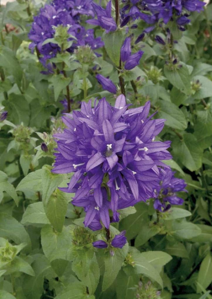 Campanula glomerata, Ophalen