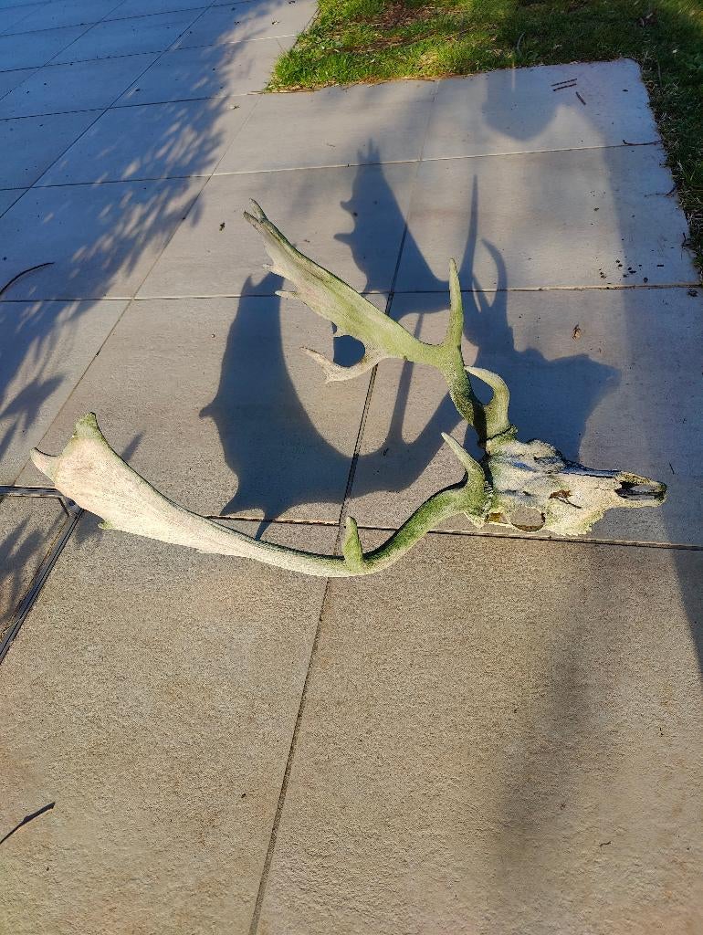 Bois de daim — différentes tailles — (décoration/chien), Enlèvement, Cerf, Bois ou Tête