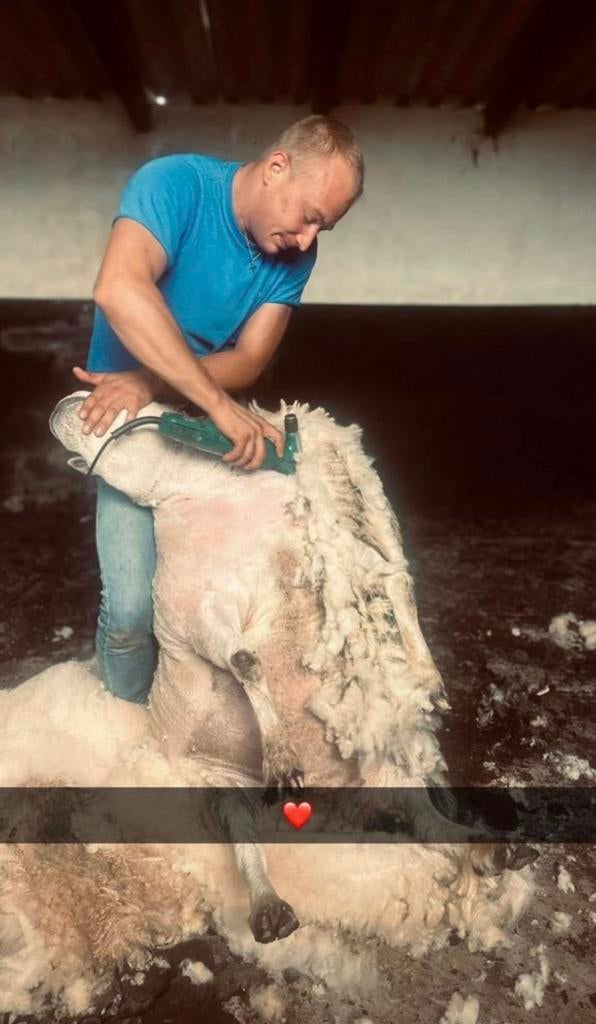 ‼️Scheren van alle soorten schapen&alpaca’s heel belgie‼️, Dieren en Toebehoren, Schaap